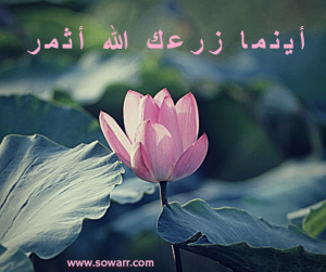 صور حكم اينما زرعك الله اثمر